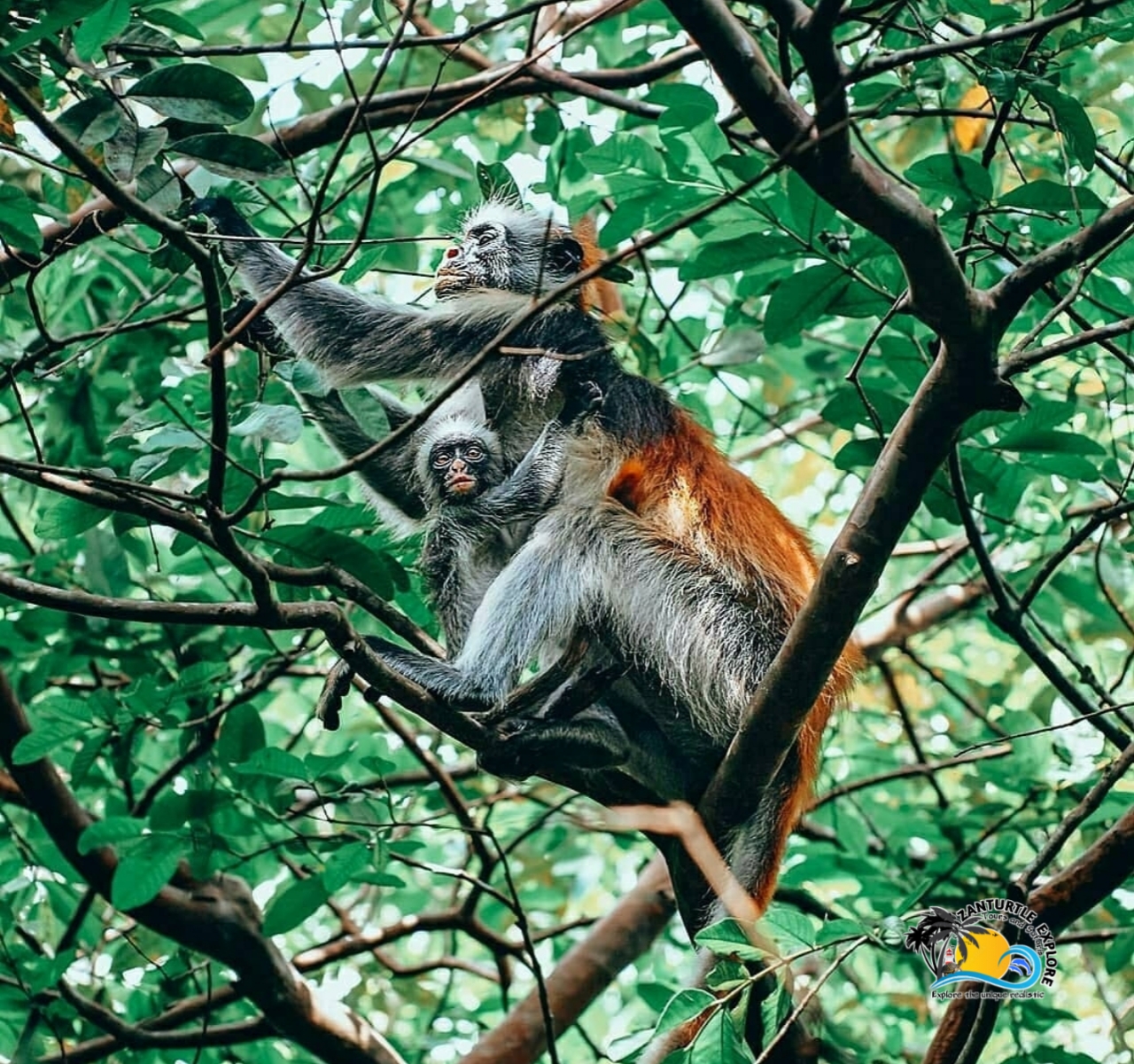 Jozani Forest National Park