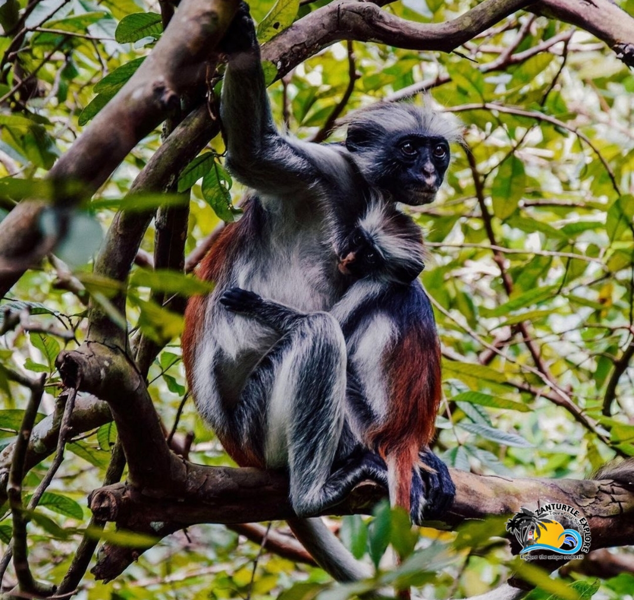 Jozani National Park & Butterflies Guided Tour