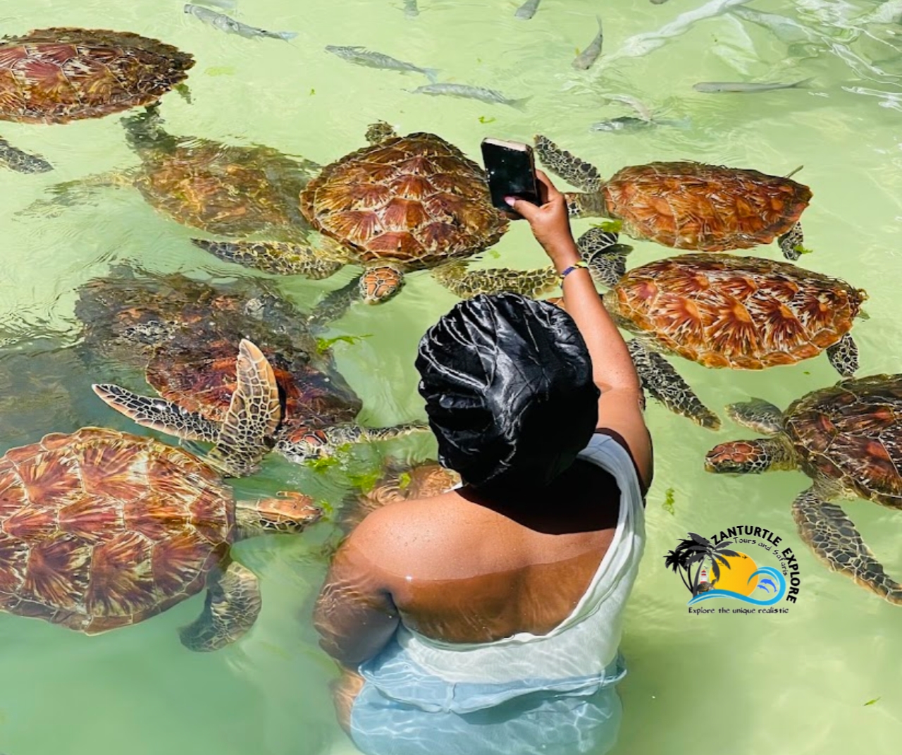 Turtles at The Lagoons Zanzibar